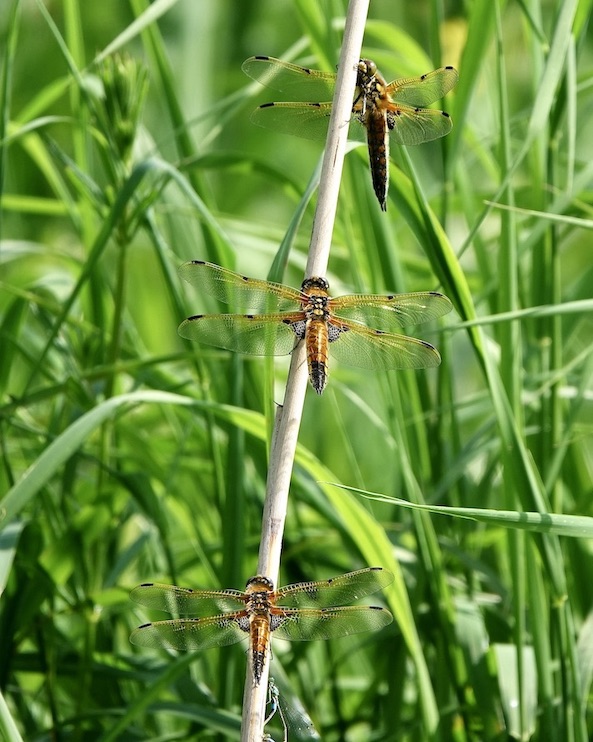 four-spotted chaser